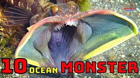 Discovery 10 Most Dangerous Creatures In The Ocean Youtube