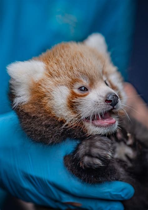 Delightful Duo Of Red Panda Cubs For Chester Zoo Zooborns