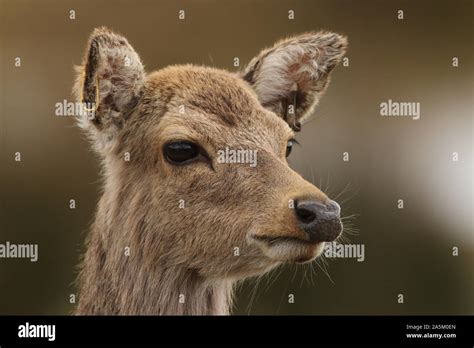 Sika Deer Doe Stock Photo Alamy