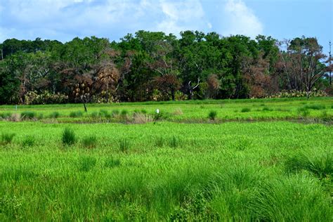 Marshland At Florida Usa Free Stock Photo Public Domain Pictures
