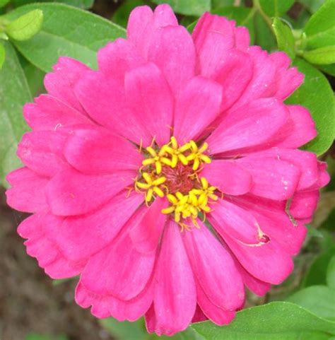 Flowers Of The Blue Planet Blooming Beauties