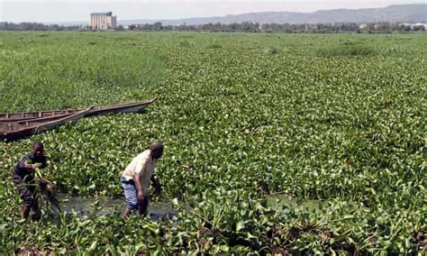 Kenya Warms To The Water Hyacinth As Wonder Source Of Biofuel Global