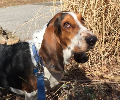 Basset Hound Rescue Available For Adoption In Greenwich Greenwich Free Press