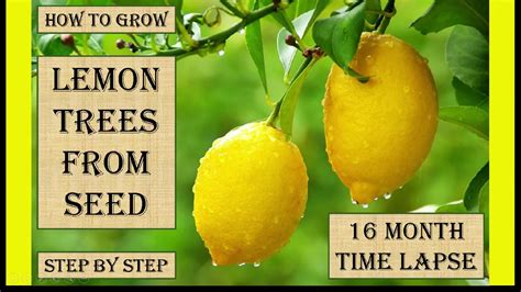How To Grow A Lemon Tree From Seed Youtube