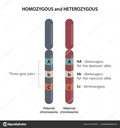 Homocigoto Heterocigoto Comparación Cromosomas Homólogos Fotografía De