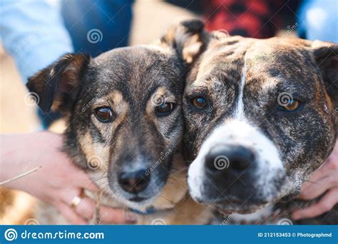 Couple Holding Two Dogs Together Stock Image Image Of Walk Denim