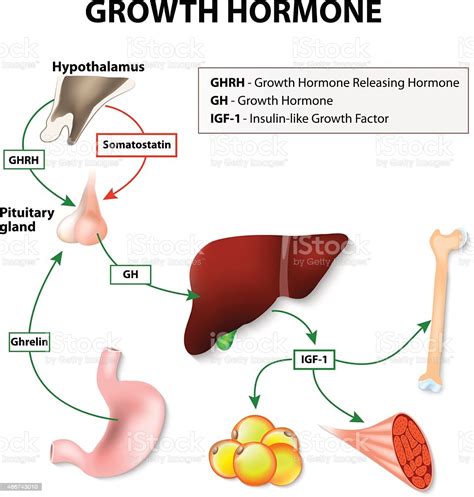 Human growth hormone, or hgh, is a powerful anabolic substance that fascinates scientists and intrigues bodybuilders. Human Growth Hormone stock vector art 486743010 | iStock