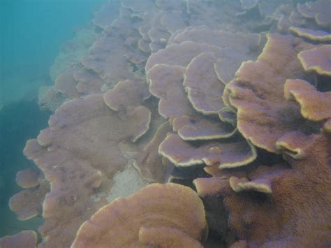 Madge Reef Coral Eatlas