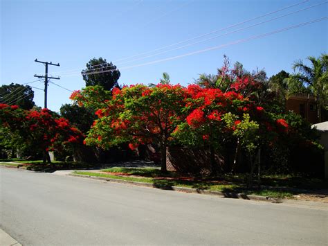 Asisbiz Trees Flowering Jacaranda Noosa 01