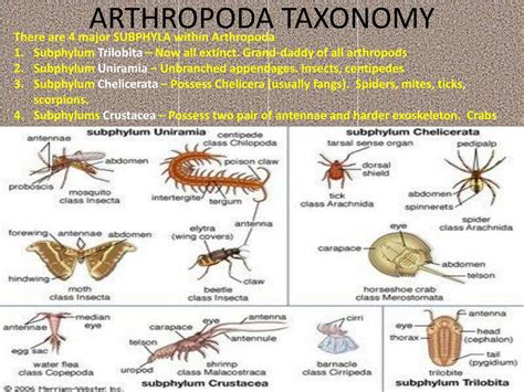 Ppt Phylum Arthropoda Powerpoint Presentation Free Download Id2061950