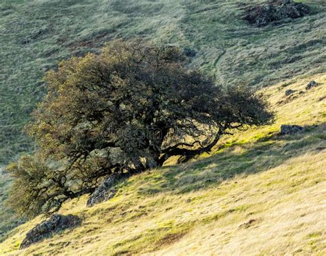 Trees And Rocks In Hilly Meadow Stock Photo Image Of Grassy Outcrops