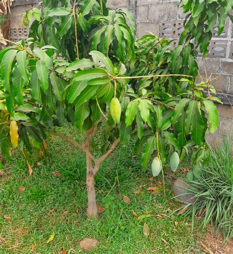 8 Dwarf Fruit Trees For High Yields In Small Gardens