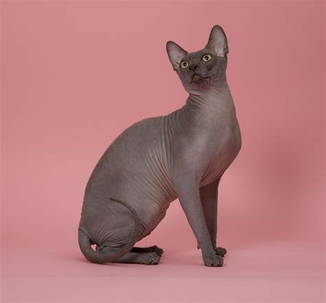 Grey And White Sphynx Cat Picture