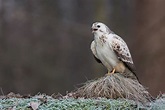 Rückblickend (Forum für Naturfotografen)