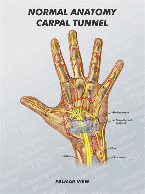 Carpal Tunnel Normal Anatomy Order