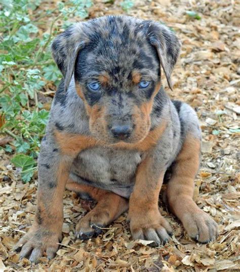 If you're looking for a mixed designer breed we have sections for the most common. Blue Leopard Catahoula Puppies For Sale | PETSIDI