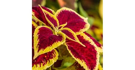 Buy Coleus Bicolor Makandi Plant Online India At