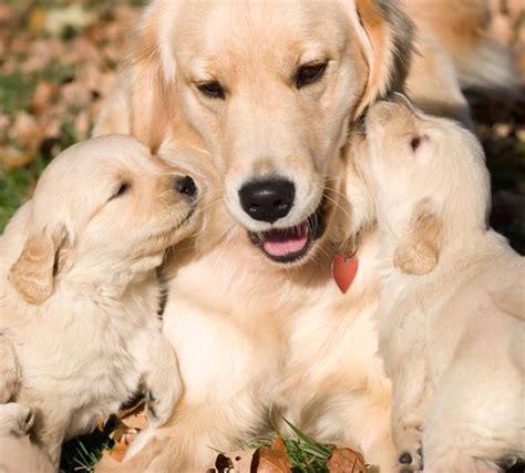 Cómo Ayudar A Mi Perra A Cuidar De Sus Cachorros