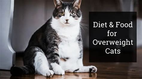 Diet And Food For Overweight Cats To Regain Ideal Weight And Health