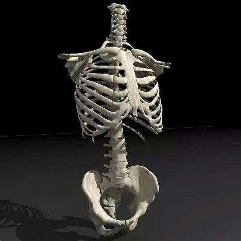 Pin By Vicky Roberts On Bones And Skulls Skeleton Model Human