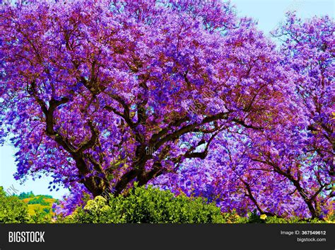 Rebecca Berry Tree With Purple Flowers In Spring Purple Lilac Tree
