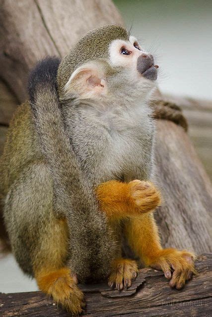 Squirrel Monkey Pet Florida Greathearted Ejournal Photo Gallery