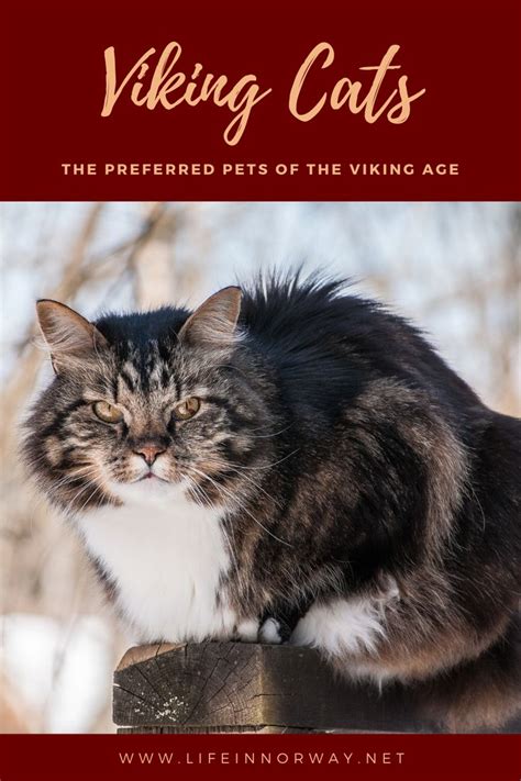 Viking Cats The Preferred Pets Of The Northmen Life In Norway In