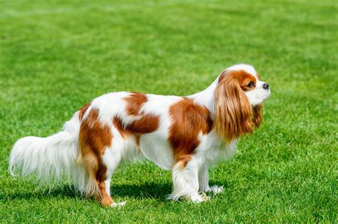 An Exhaustive List Of Spaniel Breeds With Pictures Dogappy