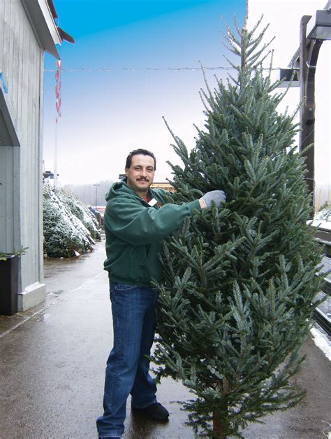 Each year, the number of christmas trees that we sell at our stew leonard's stores could be lined up to extend over 66 miles! Stew Leonard Christmas Tree / Putting up the christmas ...