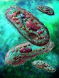 Paramecium Protozoa Photograph by Russell Kightley/science Photo ...