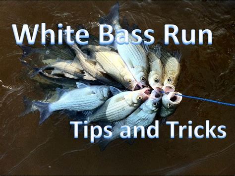 How To Catch Spawning White Bass In Rivers And Creeks Gopro Hero 3 Youtube