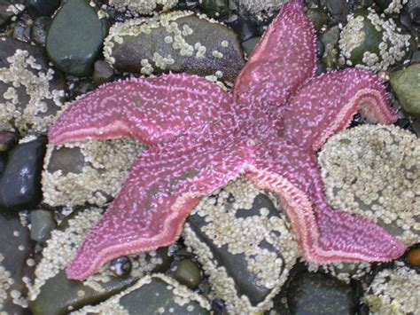 Phenomenal Starfish At Low Tide Bar Island Me Smithsonian Photo