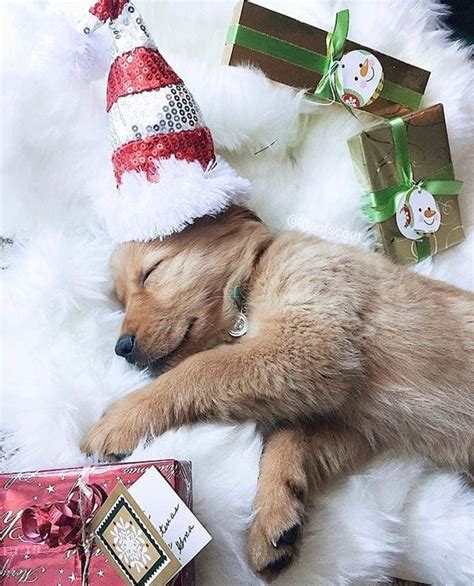 Puppy Sleeping Christmas Christmas Stockings Christmas Time