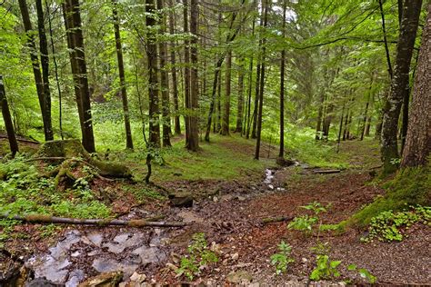Bavarian Forest Free Photo Download Freeimages