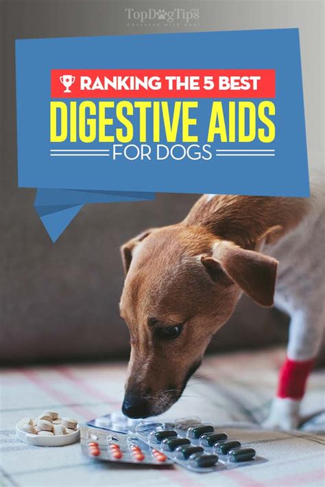 A couple key ingredients allow these dog digestive supplements to boost nutrient absorption and reduce bad bacteria. Top 5 Best Digestive Aids for Dogs with GI Issues (2018 ...