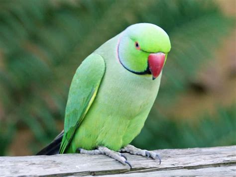 Indian Ringneck Lifespan Complete Guide 2022 Cute Parrots