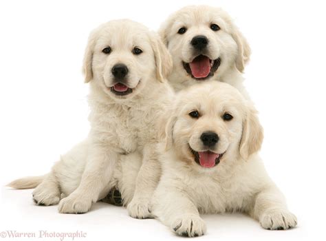 Dogs Three Happy Golden Retriever Pups Photo Wp41735