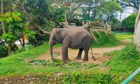 Gaya Foto Di Kebun Binatang Satwa Di Kebun Binatang Semarang Terancam