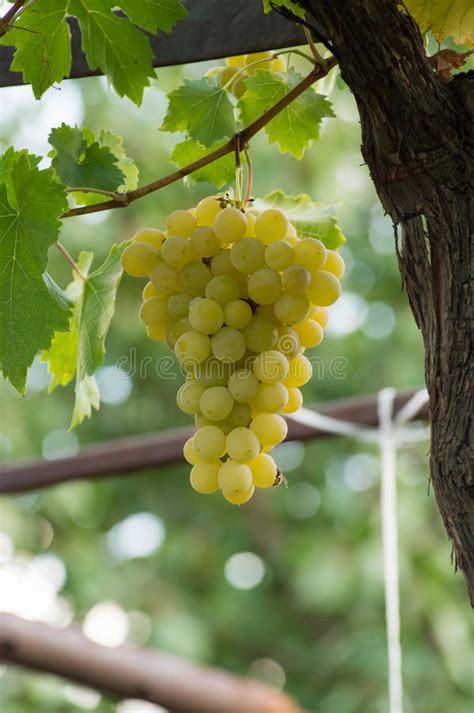 Ripe White Grapes Ready For Harvesting Stock Photo Image Of Metal