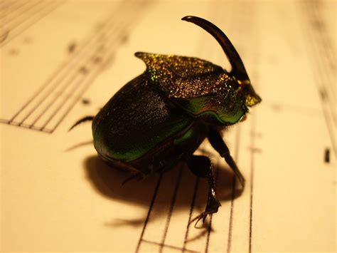 Bugs Insect Sheet Music Horn Free Photo Download Freeimages