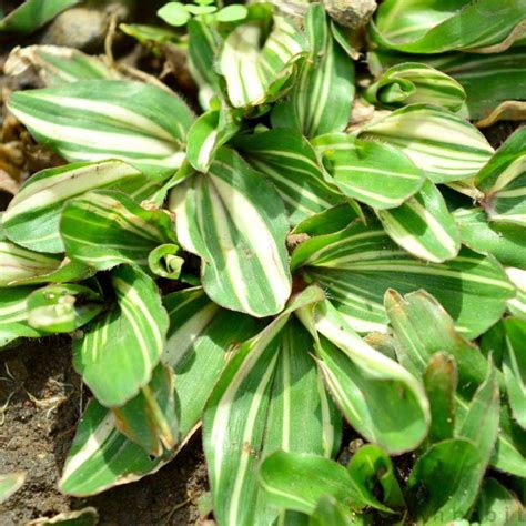 Tingkat kerapetan rumput gajah mini, karena bila rumput di tingkat petani tersebut diurus dengan baik maka rumput akan menjadi rapet. Jual Rumput Gajah Mini Varigata Murah | Rumput Gajah Mini ...