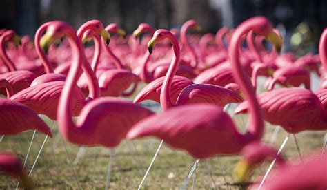 Pink Flamingos In Boston Yes Nearly 2000 Of Them The Artery