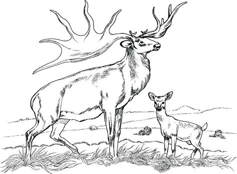 Whitetail Buck Coloring Pages At Free Printable