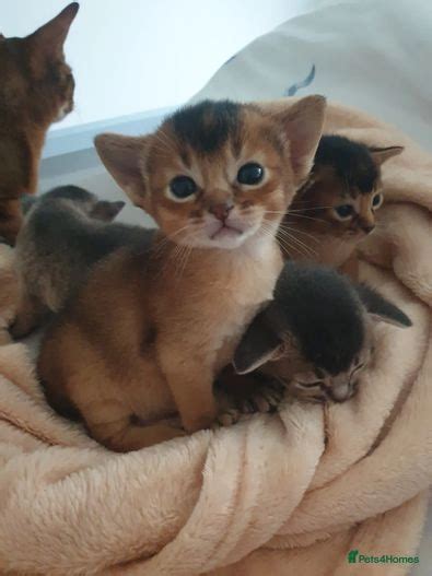 Pedigree Aby Kittens Ready To Reserve Now Newcastle Upon Tyne