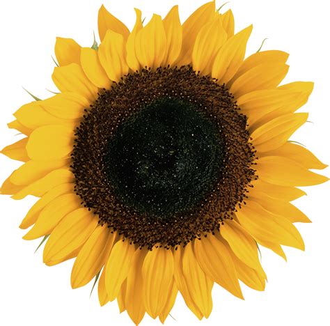 Sunflower Png