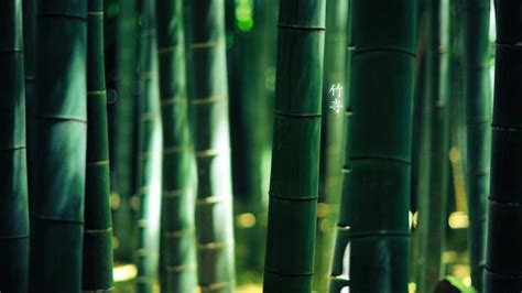 Bamboo Wallpapers Wallpaperboat