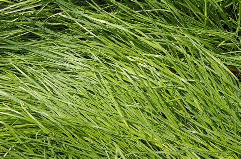 Green Grass Photograph By Matthias Hauser