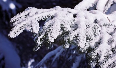 Free Images Tree Nature Snow Winter White Frost Ice Weather