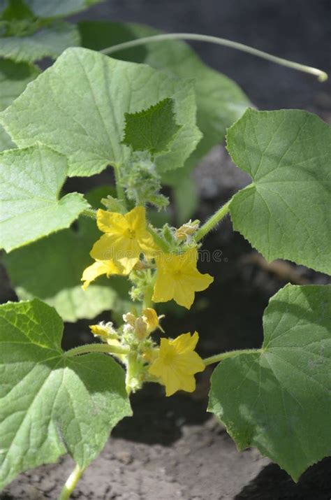 Cucumber Plant Cucumber Yellow Flower In Bloom Stock Image Image Of