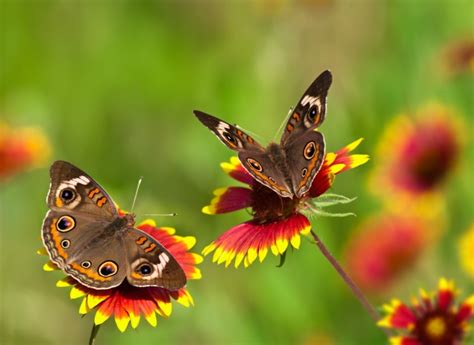 When you have chosen a nice sunny location for your butterfly bush, planting is easy. 5 Ways to Make a Beautiful Butterfly Garden